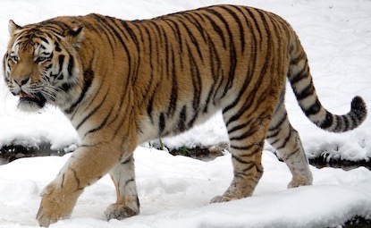 Wutaqui:Tigerform